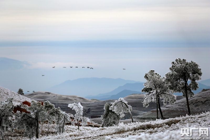昭通大山包迎来2019年冬第一场雪高原精灵黑颈鹤雪中飞舞