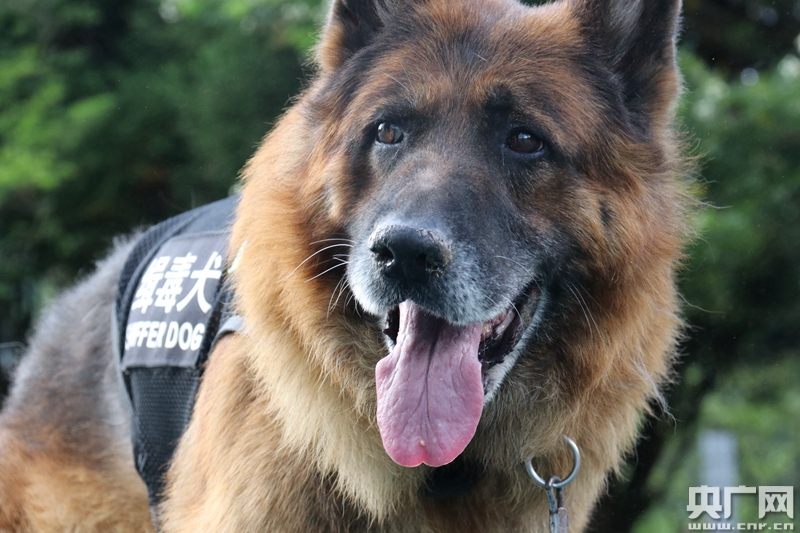 参与执勤2982天缴毒逾100公斤 退役缉毒警犬尔腾离世