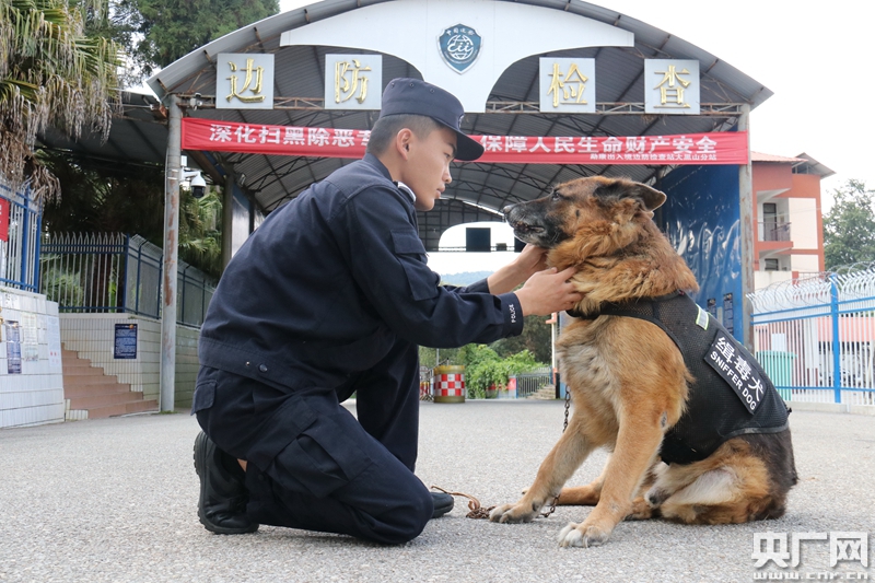 参与执勤2982天缴毒逾100公斤 退役缉毒警犬尔腾离世