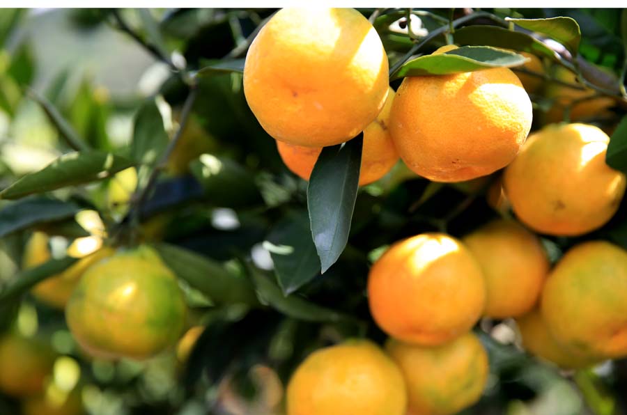 云南华宁柑橘赶着趟儿上早市