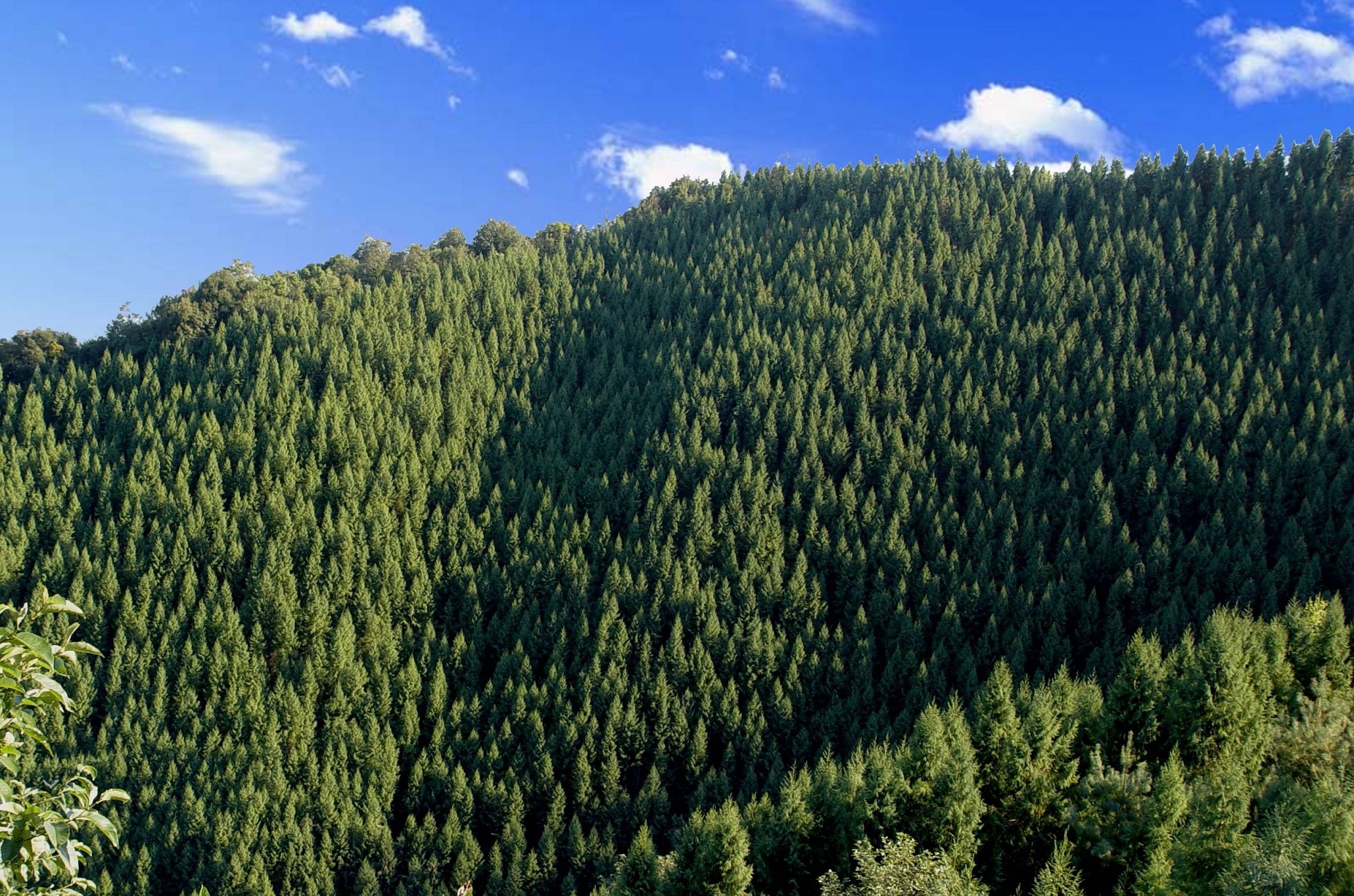 云南林草高质量发展 国土绿化树起绿色丰碑