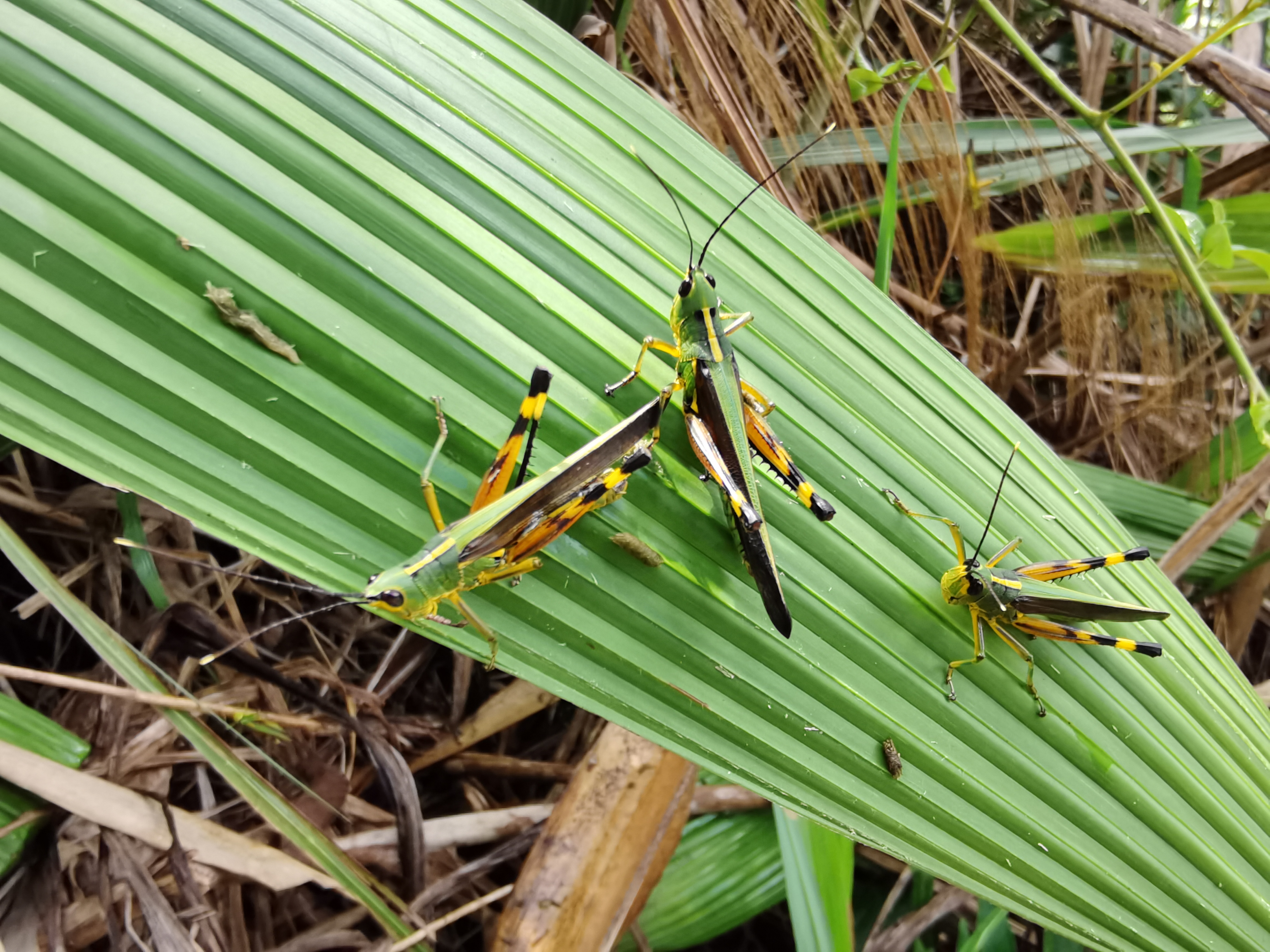 云南省及时防治黄脊竹蝗确保农作物不受害成灾