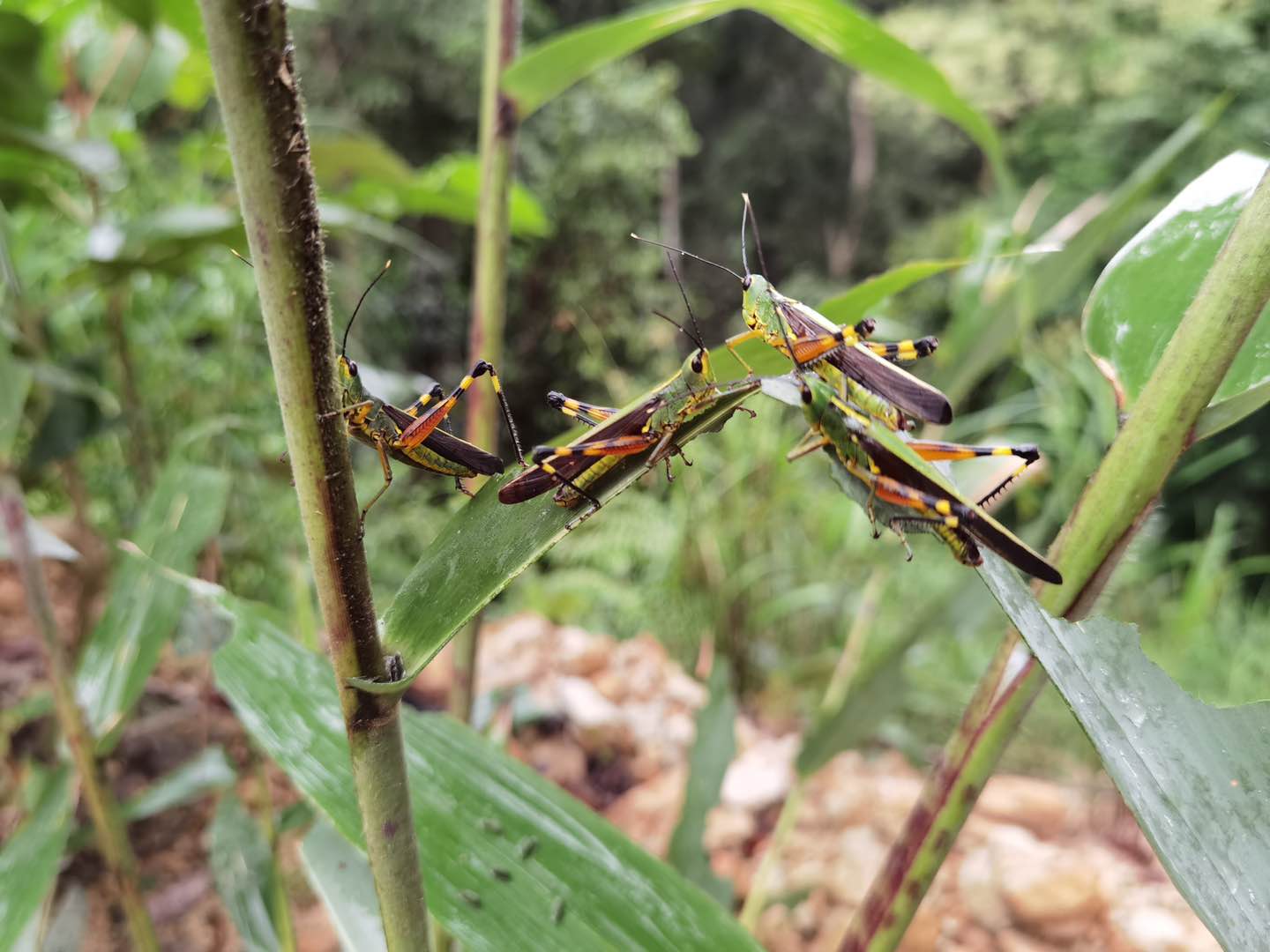 未来4—5天黄脊竹蝗可能造成巨大危害 专家连夜研究对策与措施