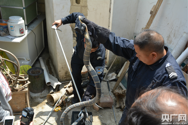 2米多长眼镜王蛇爬进居民家中 民警徒手捕蛇除险