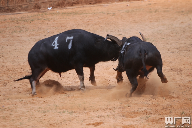 云南石林:国庆期间上演"牛王争霸赛" 场面火爆