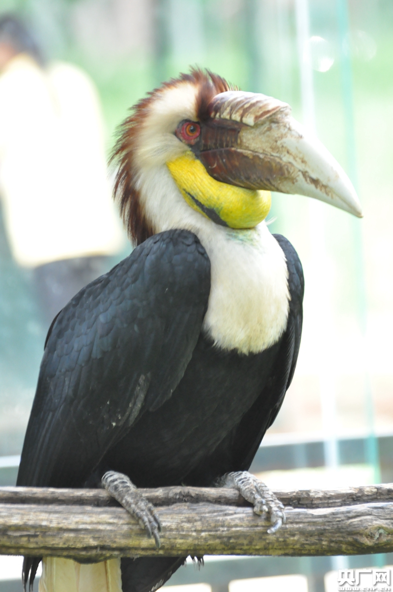 云南野生动物园犀鸟喜得二胎