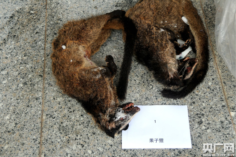 云南景谷公开销毁30余公斤野生动物死体