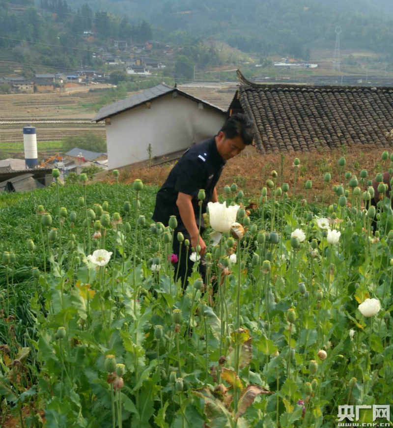 云南老妪听信传言 种植近500株罂粟喂牛被查