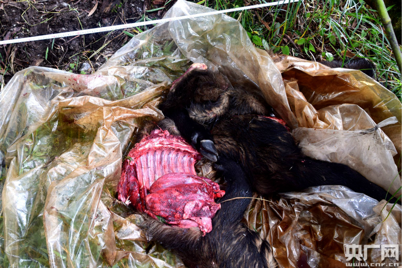 云南贡山两农民猎杀野牛获刑3年