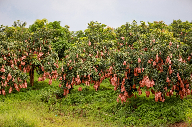 中国芒乡的"绿色"探索_央广网