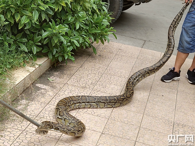 云南建水好心村民自掏800元救助"国保"大蟒蛇