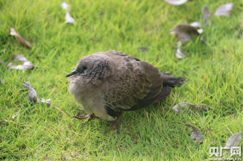 云南昌宁:灰斑鸠从天而降 群众捡拾上交