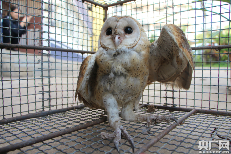 西双版纳:国家二级保护动物猴面鹰受伤 "飞到"森林派出所"求救"