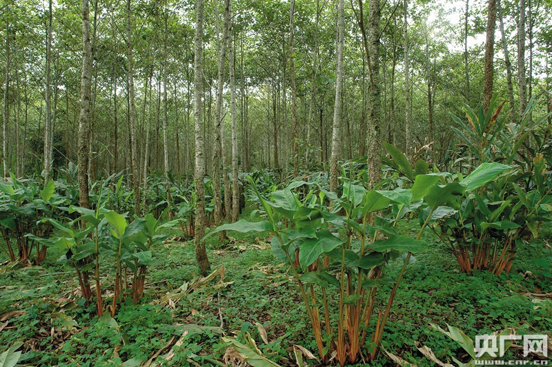红河州元阳县嘎娘乡2003年退耕还林"桤木 草果"种植模式
