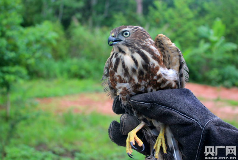 西双版纳获救国家二级保护野生动物猛禽隼重归自然