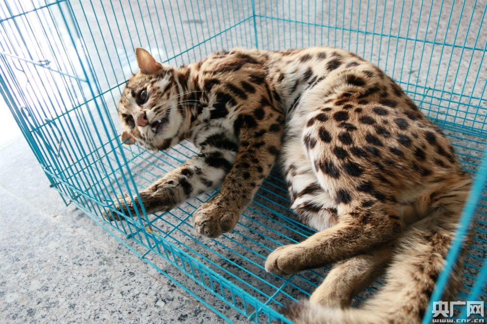 云南景谷救助一只受伤豹猫