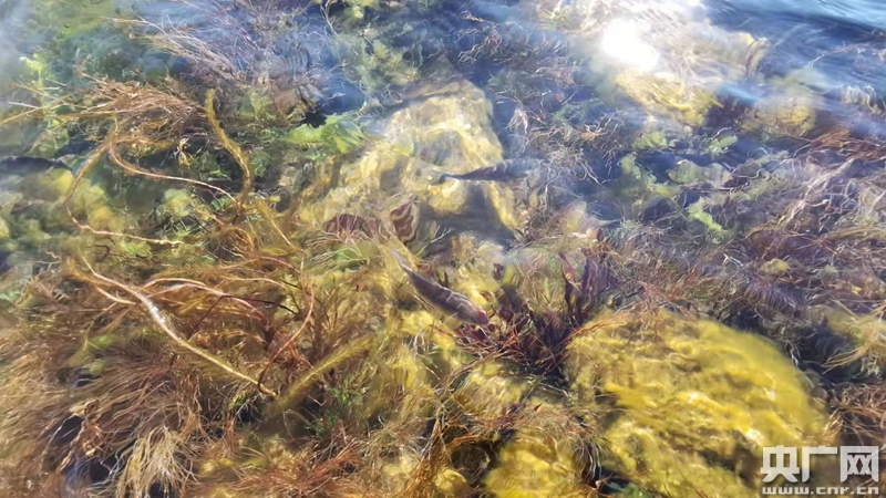 云南玉溪:保护土著"鱼民" 3万尾杞麓鲤放归抚仙湖