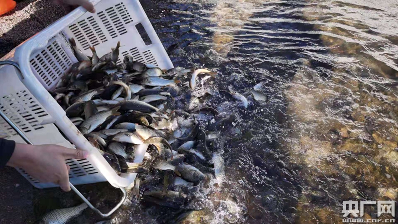 云南玉溪:保护土著"鱼民" 3万尾杞麓鲤放归抚仙湖